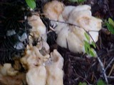 Cantharellus subalbidus image