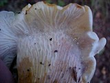 Cantharellus subalbidus image