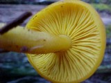 Tricholomopsis sulphureoides image