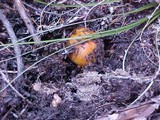 Tricholoma focale image