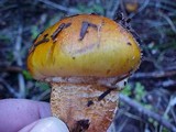 Tricholoma focale image
