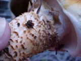 Tricholoma focale image