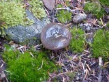 Lactarius pseudomucidus image