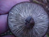Lactarius pseudomucidus image
