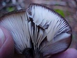 Lactarius pseudomucidus image