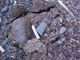 Russula dissimulans image