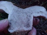 Russula dissimulans image