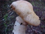 Cortinarius caperatus image