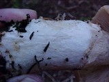 Cortinarius caperatus image