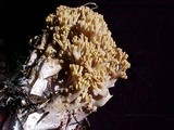 Ramaria rasilispora var. rasilispora image