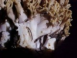 Ramaria rasilispora var. rasilispora image