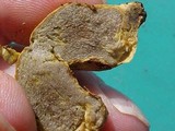 Truncocolumella citrina image