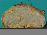 Truncocolumella citrina image