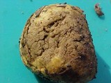 Truncocolumella citrina image