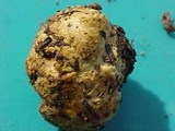 Truncocolumella citrina image