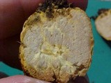 Truncocolumella citrina image