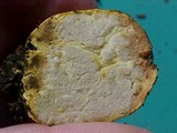 Truncocolumella citrina image