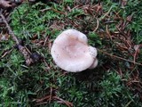 Lactarius mucidus var. fuscogriseus image