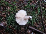 Lactarius mucidus image