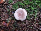 Lactarius mucidus var. fuscogriseus image