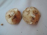 Lactarius mucidus image
