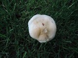 Hebeloma crustuliniforme image