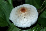 Lepiota cristata image