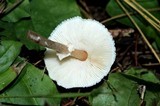 Lepiota cristata image