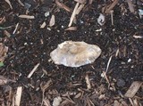 Bjerkandera adusta image