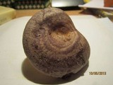 Lactarius pseudomaculatus image