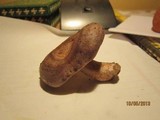 Lactarius pseudomaculatus image