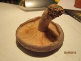 Lactarius pseudomaculatus image