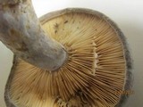 Lactarius pseudomaculatus image