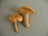 Hydnum oregonense image