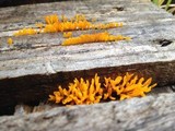 Dacryopinax spathularia image