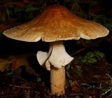 Echinoderma asperum image