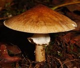 Echinoderma asperum image