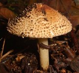 Echinoderma asperum image