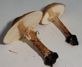 Echinoderma asperum image