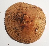 Echinoderma asperum image