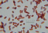 Echinoderma asperum image