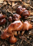 Gymnopus luxurians image