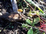 Gymnopilus aeruginosus image
