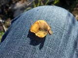 Gymnopilus aeruginosus image