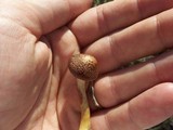 Gymnopilus aeruginosus image