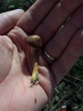 Gymnopilus aeruginosus image