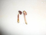 Gymnopilus aeruginosus image