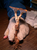 Polyporus tuberaster image