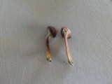 Gymnopilus aeruginosus image