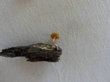 Gymnopilus aeruginosus image